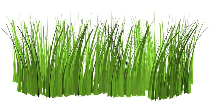 Blades of grass isolated