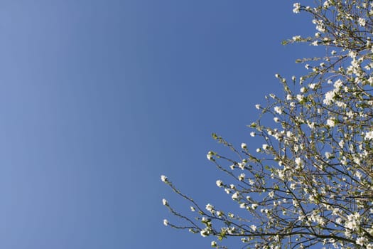 White shrub