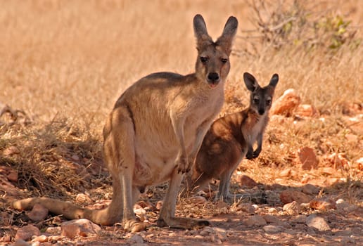 Kangaroo