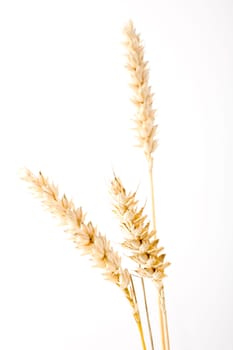 Ears of wheat