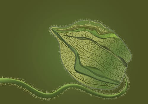 Green physalis on green illustration