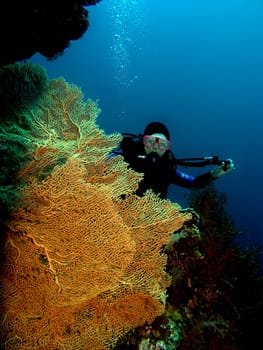 Female Diver in Coral Reef
