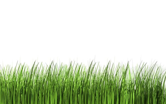 Blades of grass isolated