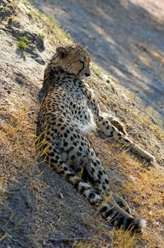 Cheetah