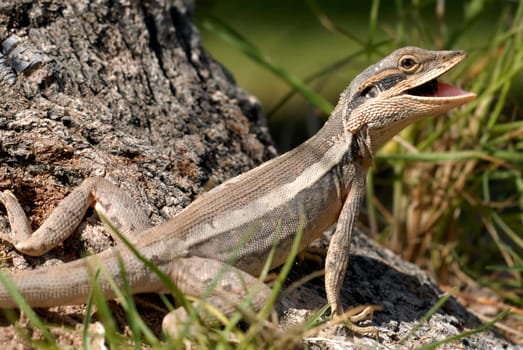 These animals are extremely shy and very difficult to photograph in the wild with a relatively short focal length.