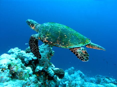 Sea turtle