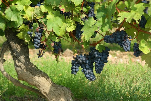 French winery