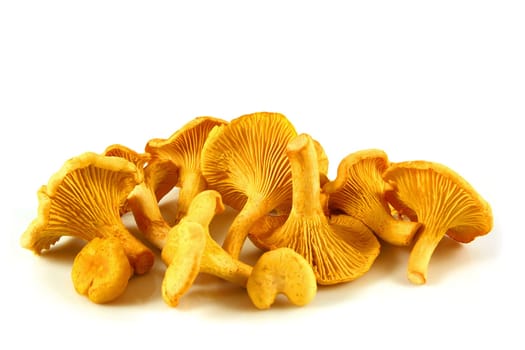 Chanterelles