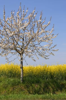 Absolutely spring