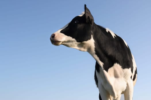 Sideway cow