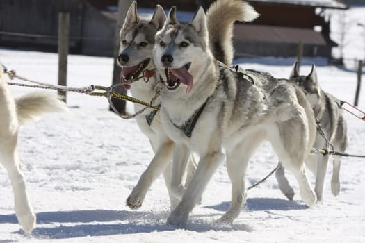 31st International Sled Dog Race Lenk 16. / 17.02.2008 Lenk Simmental Organizer Dog Sports Club Obersimmental Swiss Musher Association Lenk-Simmental Tourism
