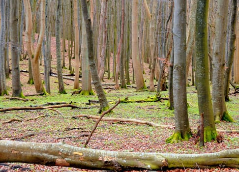 Forest floor