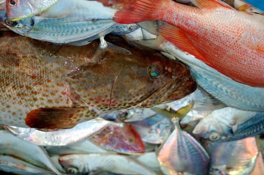 Fresh fish