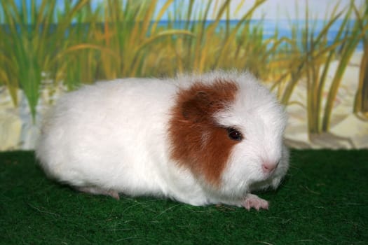 Swiss Teddy Guinea Pig