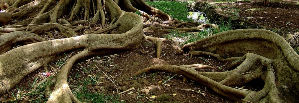 Snake-like tree roots