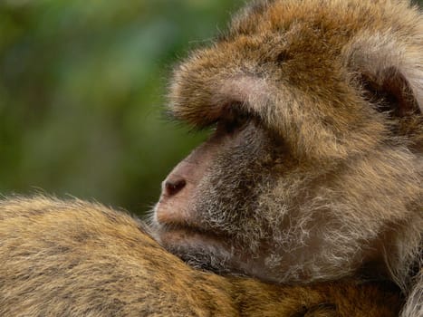 Barbary macaques