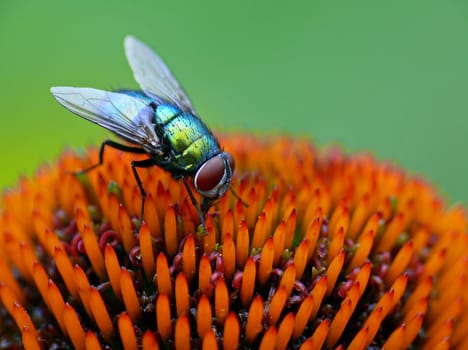 Emperor goldfly (Lucilia caesar) on a coneflower (Echinacea)