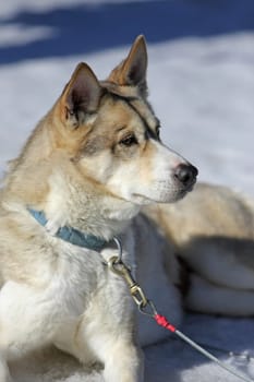 31. Internationales Schlittenhunderennen Lenk 16. / 17.02.2008 Lenk Simmental Organisator Hundesportclub Obersimmental Schweizerischer Musher-Verbnd Lenk-Simmental-Tourismus
