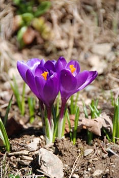 Spring Awakening
