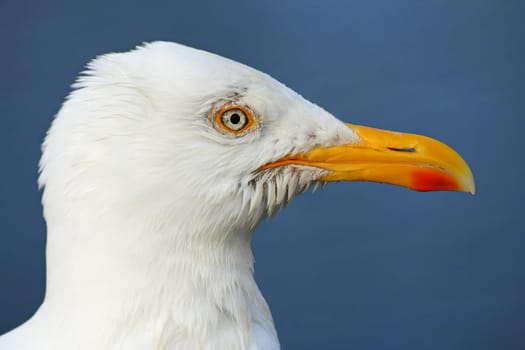 Seagull profile