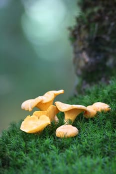 Chanterelles
