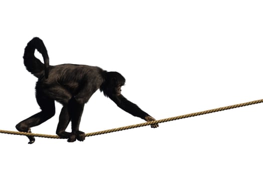 Climbing monkey