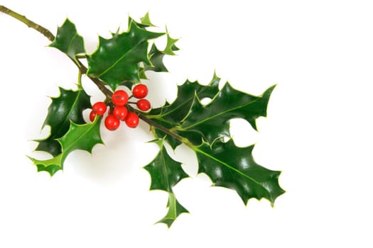 Holly branch