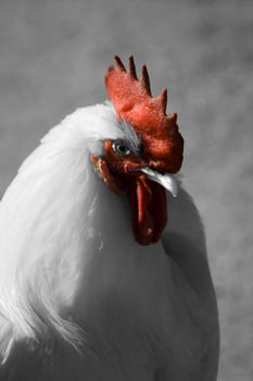 cock