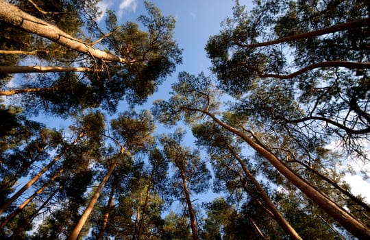 Pinewood