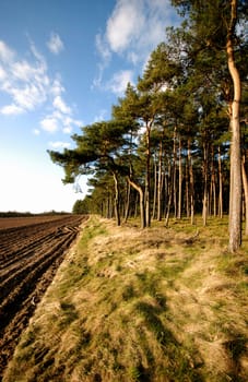 Woodland edge