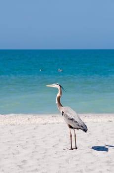 Beach Bird