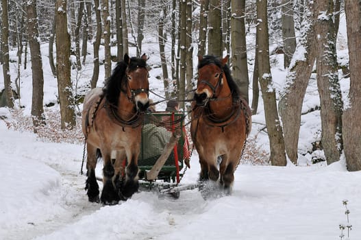 This is what Easter 2008 looked like in the Harz Mountains!