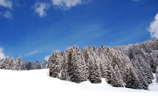 Winter Dream 7306