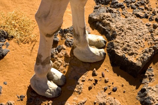 Camel Feet,Akakus Mountains,Libya