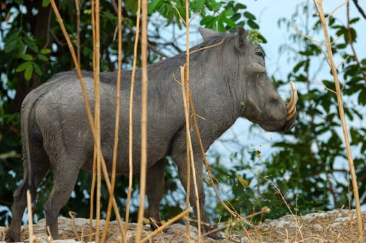 Male Warthog