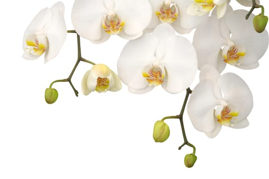 White orchid
