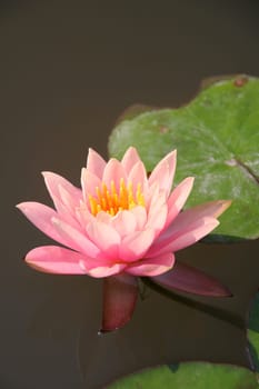 pink lotus flower