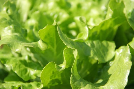 organic salad