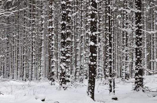 This is what Easter 2008 looked like in the Harz Mountains!
