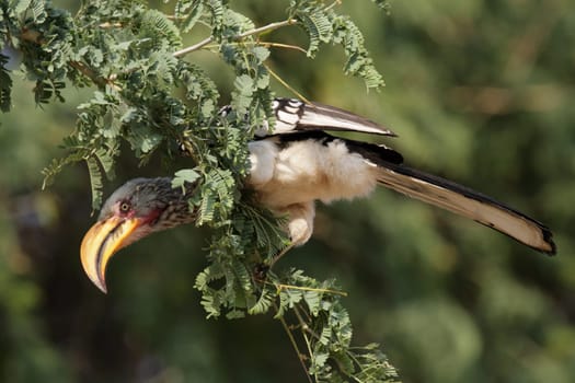 A yellow-billed toko (Tockus leucomelas) sits in the tree