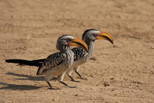 Two yellow-billed ecokos