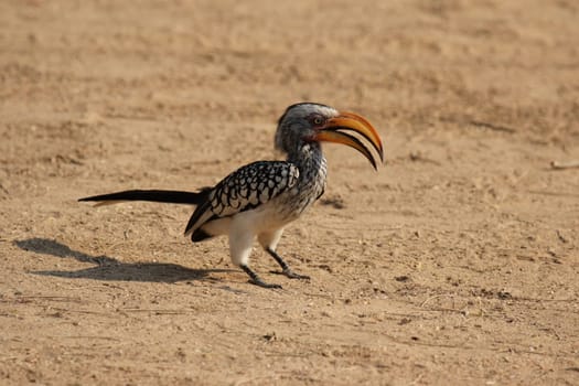 Yellow-billed toko (Tockus leucomelas)
