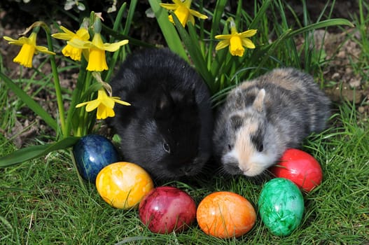 Easter bunny