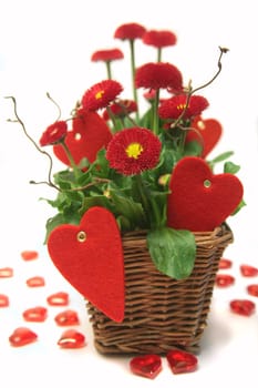 Bellis in love