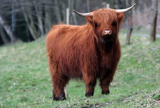 Cattle
