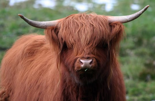 Beef II