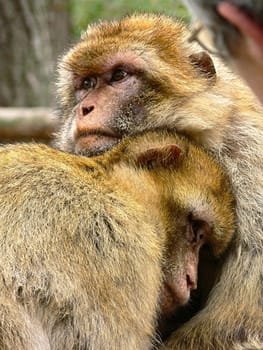 Barbary macaques
