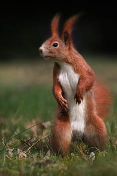 The Stander