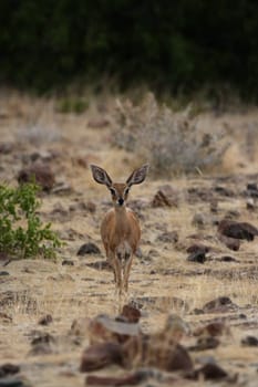 Ibex (Raphicerus campestris)