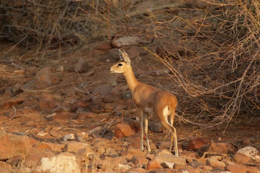 Ibex (Raphicerus campestris)